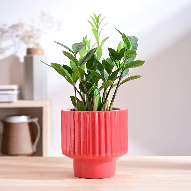 Ugaoo Classic Stria Ceramic Planter - Red media 2