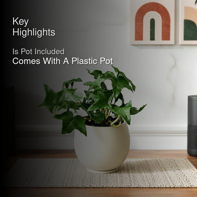 Ivella Artificial Mini Ivy Plant With Black Plastic Pot (Dark Green) - 14 cm media 2