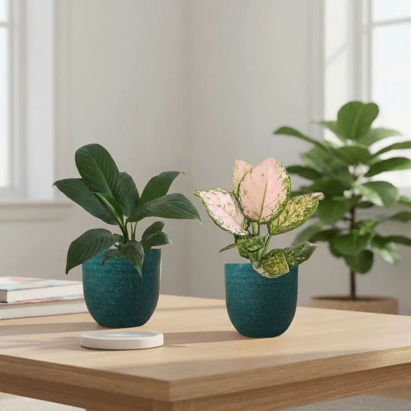 Greenkin Aglaonema Wishes & Lily Live Plants (Green) - Set Of Two media 1
