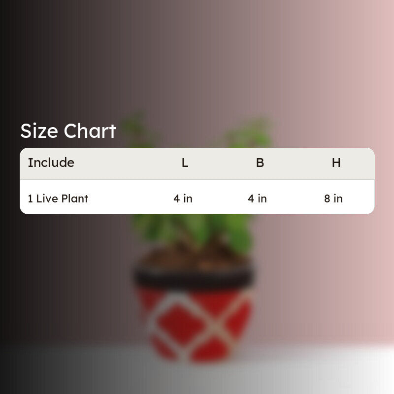 Ugaoo Good Luck Jade Plant With Apple Rose Ceramic Pot media 4