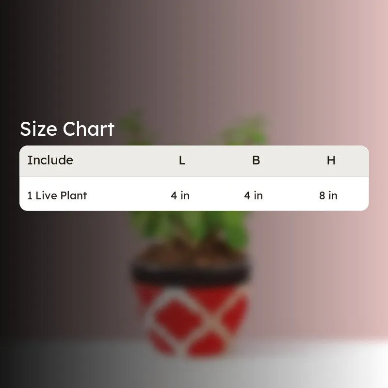 Ugaoo Good Luck Jade Plant With Apple Rose Ceramic Pot media 4