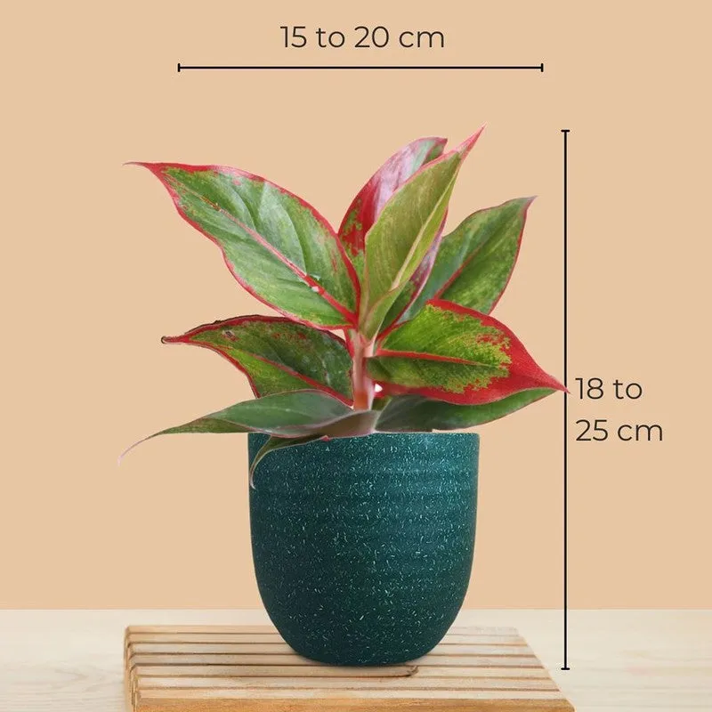 Greenkin Aglaonema Lipstick & Snake Live Plants (Green) - Set Of Two media 10