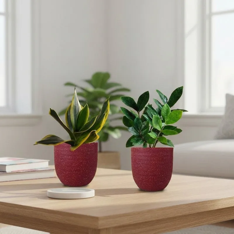 Greenkin ZZ & Golden Snake Live Plants (Red) - Set Of Two media 1