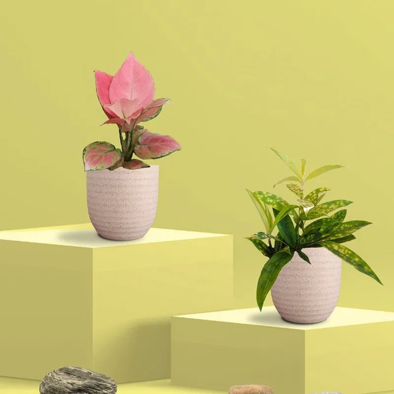 Greenkin Aglaonema & Bamboo Live Plants (Ivory) - Set Of Two media 3