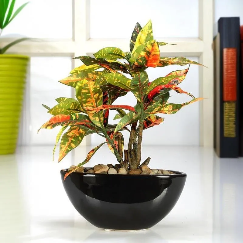 Faux Codiaeum Bonsai In Bowl Pot (29 cms) - Yellow & Green media 1