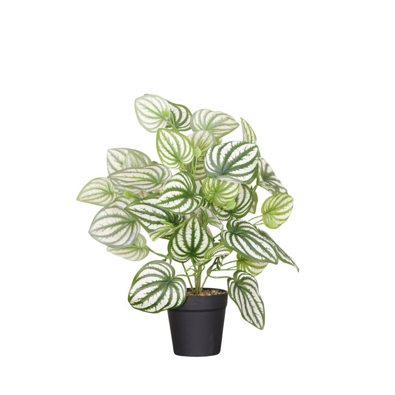 Artificial Watermelon Peperomia Plant With Black Fiber Pot - 1 Feet media 4