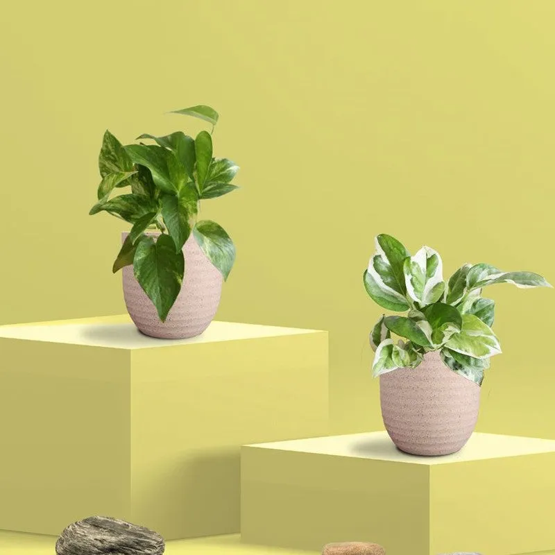 Greenkin Money Plant & Gold King Live Plants (Ivory) - Set Of Two media 3