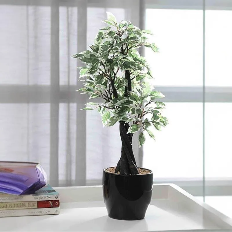 Faux Tall Ficus Bonsai (55 cms) - Green & White media 2