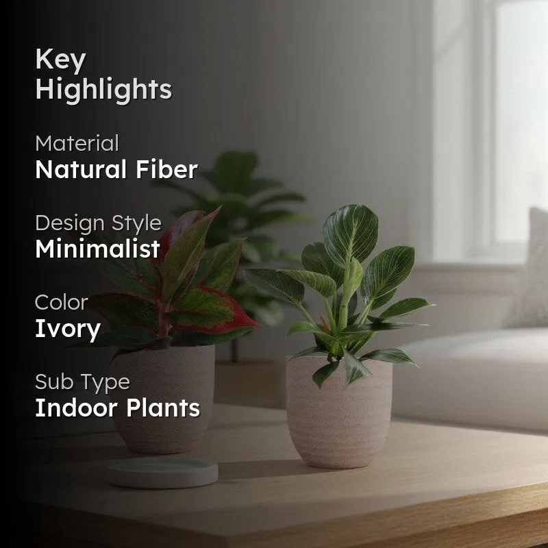 Greenkin Aglaonema Lipstick & Birkin Live Plants (Ivory) - Set Of Two media 2