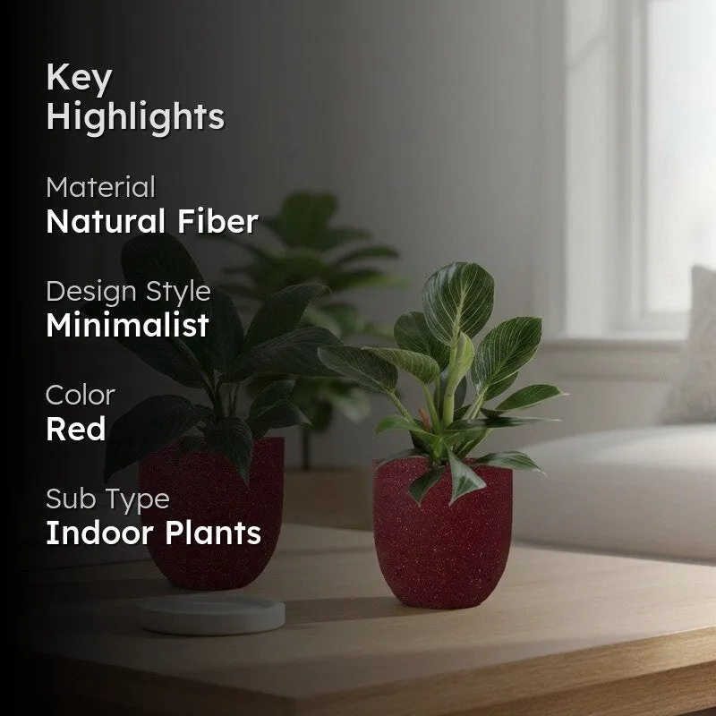 Greenkin Lily & Birkin Live Plants (Red) - Set Of Two media 2