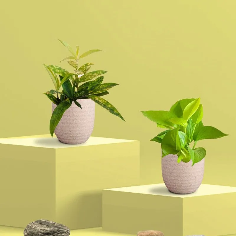 Greenkin Bamboo & Golden Pothos Live Plants (Ivory) - Set Of Two media 3
