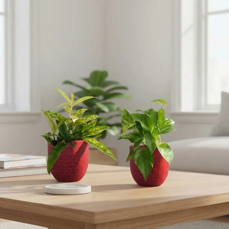 Greenkin Bamboo & Gold King Live Plants (Red) - Set Of Two media 1