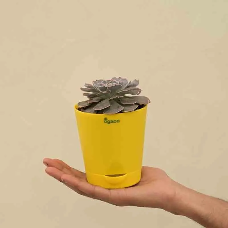 Ugaoo Echeveria Hybrid Plant media 3