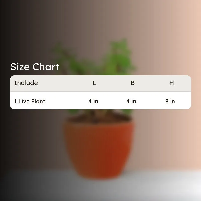 Ugaoo Good Luck Jade Plant With Apple Orange Ceramic Pot media 4