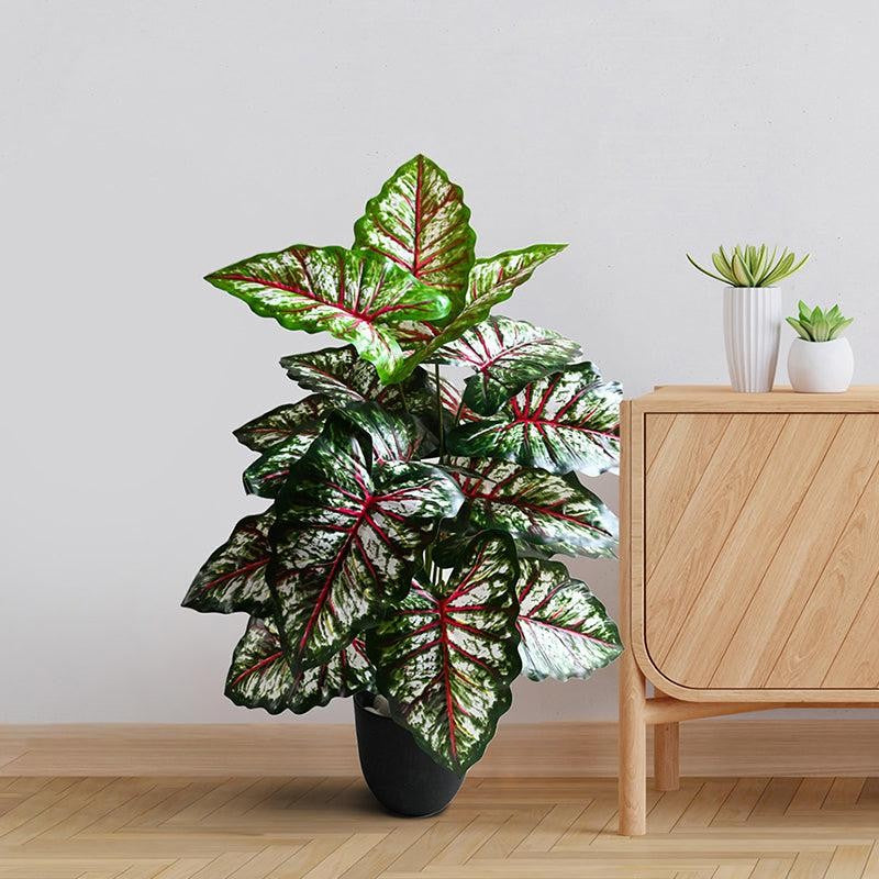 Faux Tropical Caladium Artificial Plant With Black Plastic Pot - 79 cm (2.6 ft) media 3