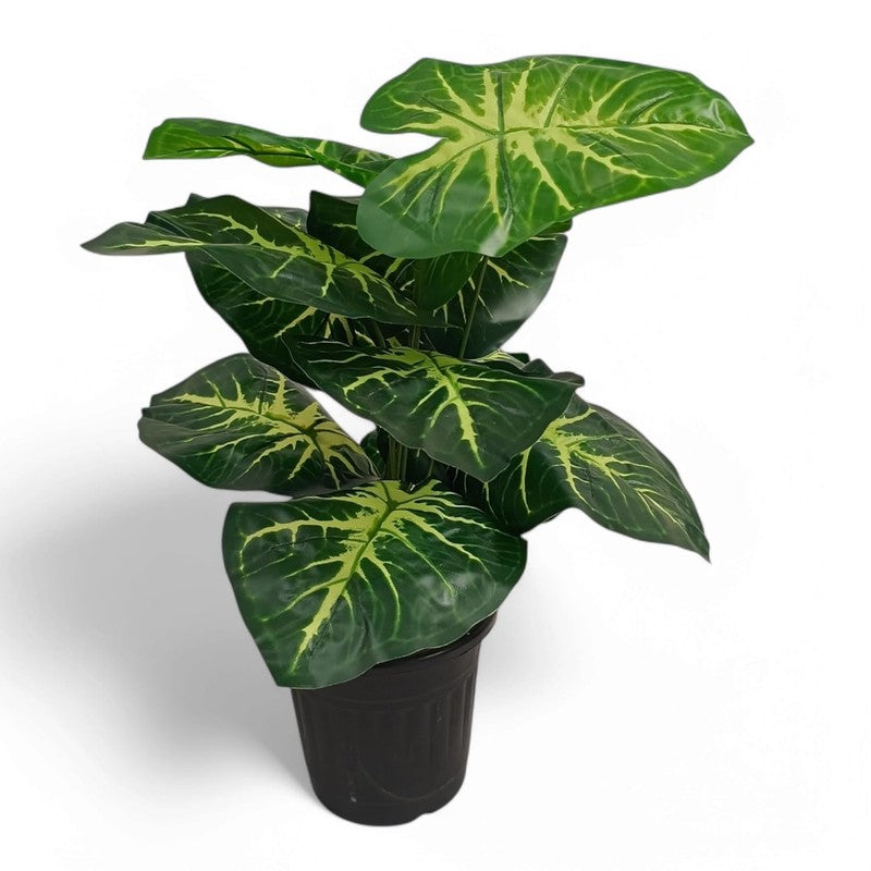 Rootella Artificial Alocasia Plant - 1.5 Feet media 3