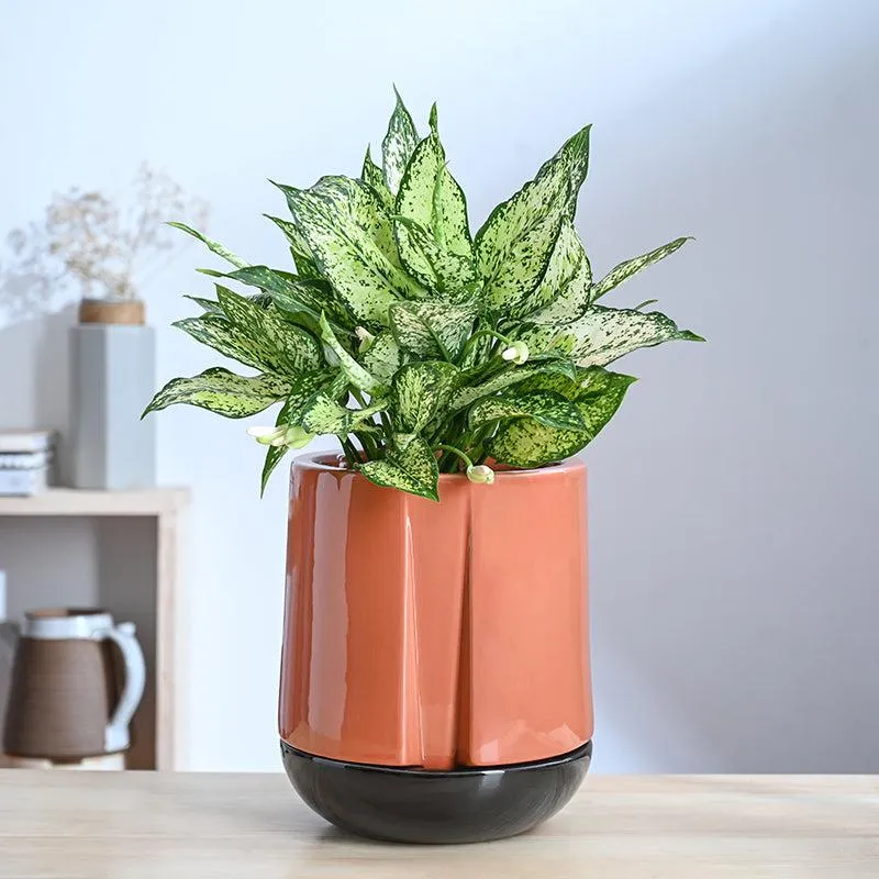 Ugaoo Duke of Drainage Ceramic Planter - Coral media 2