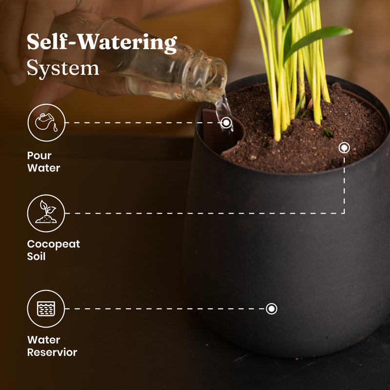 Kyari Spider Plant With Metal Self Watering Pot - Black media 6