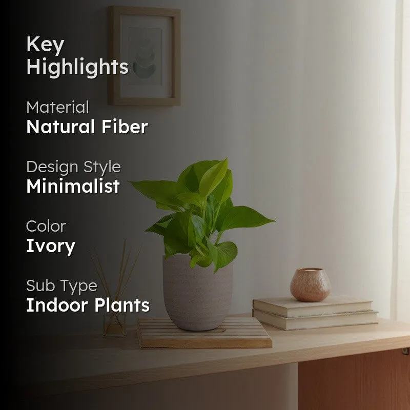 Greenkin Money Plant Golden Live Plant - Ivory media 2
