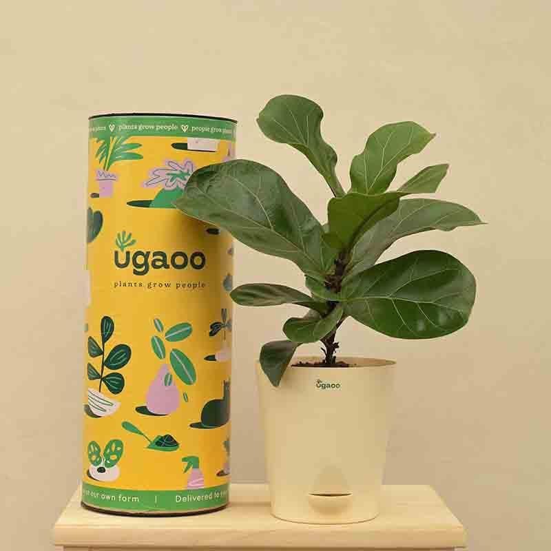 Ugaoo Fiddle Leaf Fig Plant - Bambino (Medium) media 7