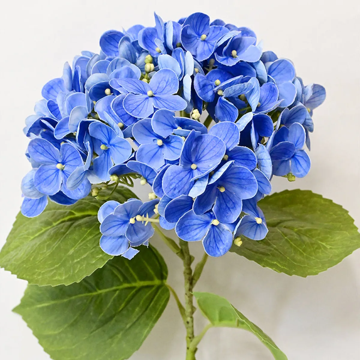 Blue hydrangea bloom with broad green leaves against a white background