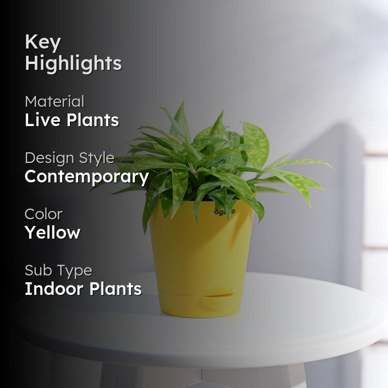 Ugaoo Dracaena Golden Milky Plant media 2