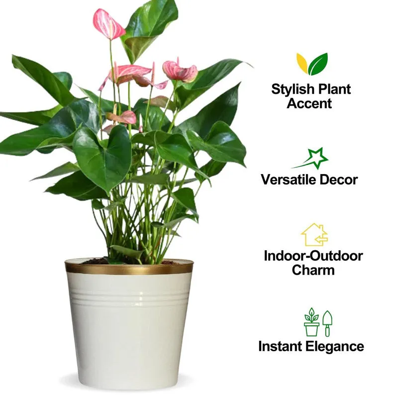 Nishma Golden Planter media 12