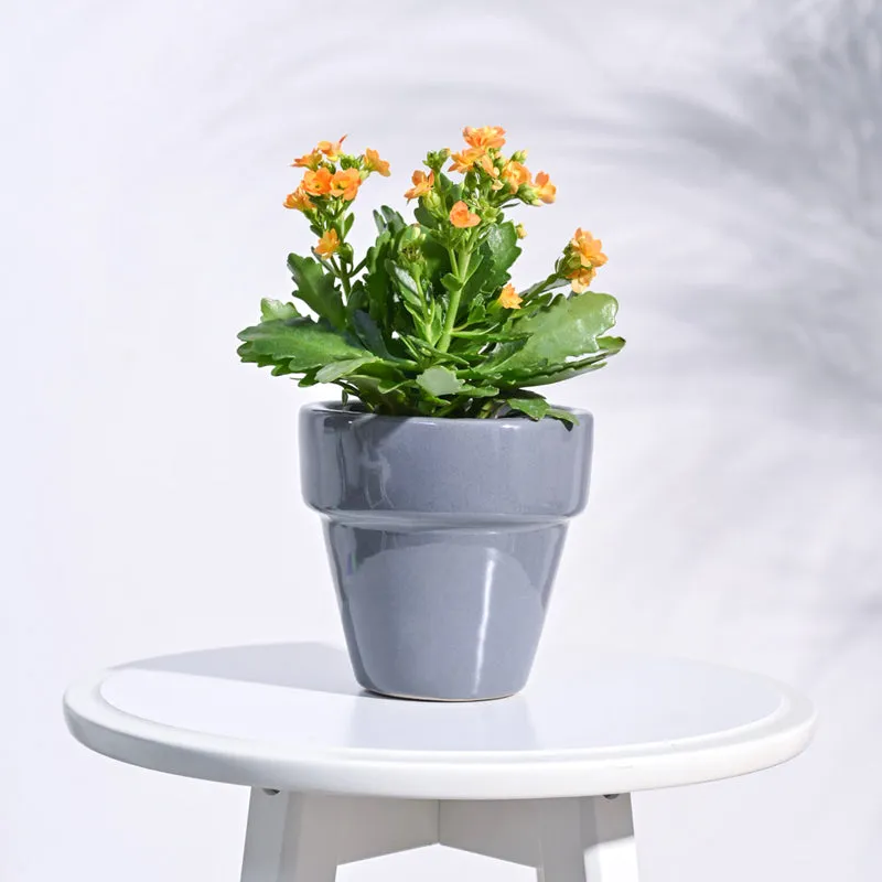 Ugaoo The Dream Gray Small Ceramic Pot media 3