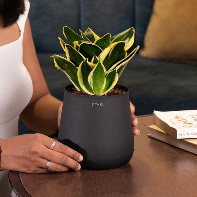 Kyari Golden Hahnii Snake Plant With Metal Self Watering Pot - Black media 4