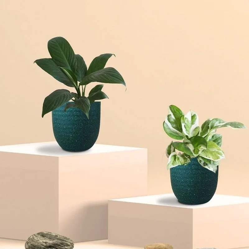 Greenkin Lily & Njoy Live Plants (Green) - Set Of Two media 3
