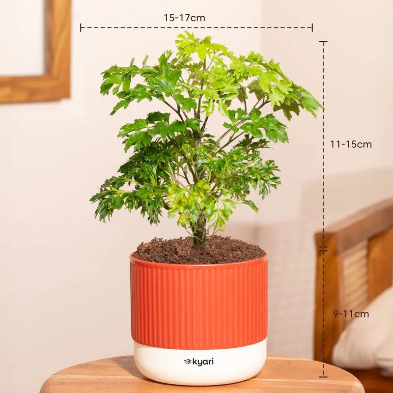 Kyari Aralia Green with Self Watering Pot - Red media 7