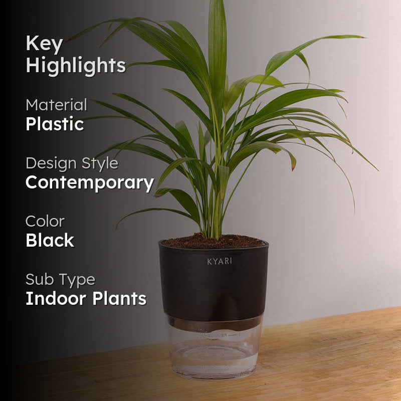 Kyari Areca Palm With Self Watering Pot - Black media 2