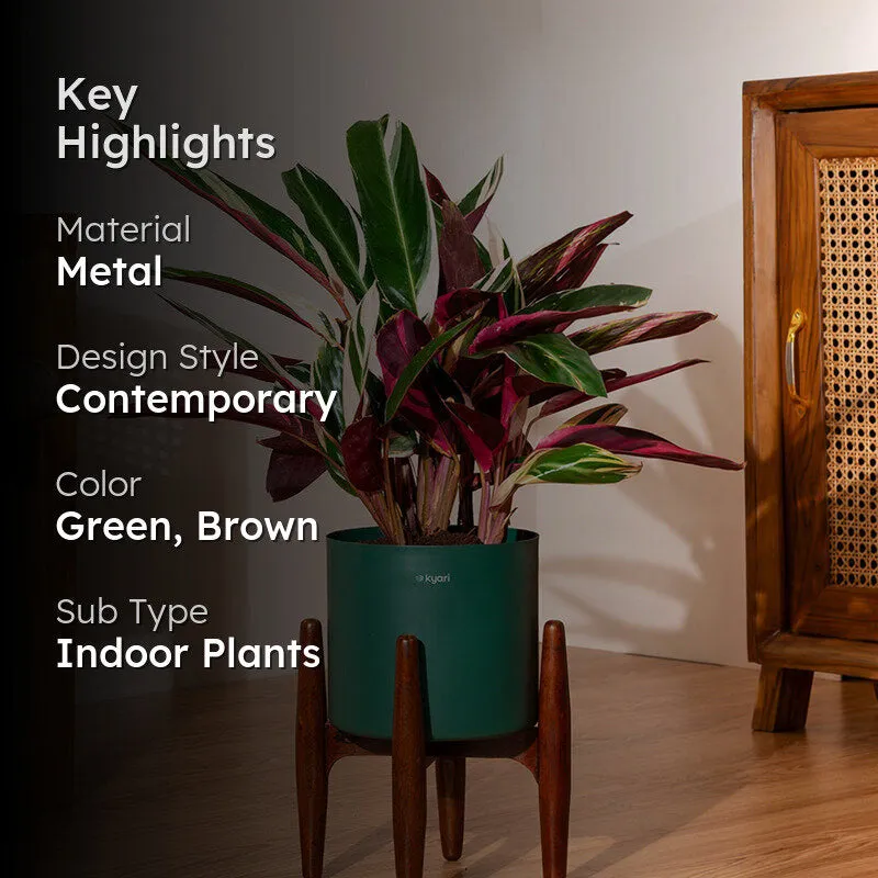 Kyari Calathea Plant With Metal Self Watering Pot (Green) - 2 Feet media 2