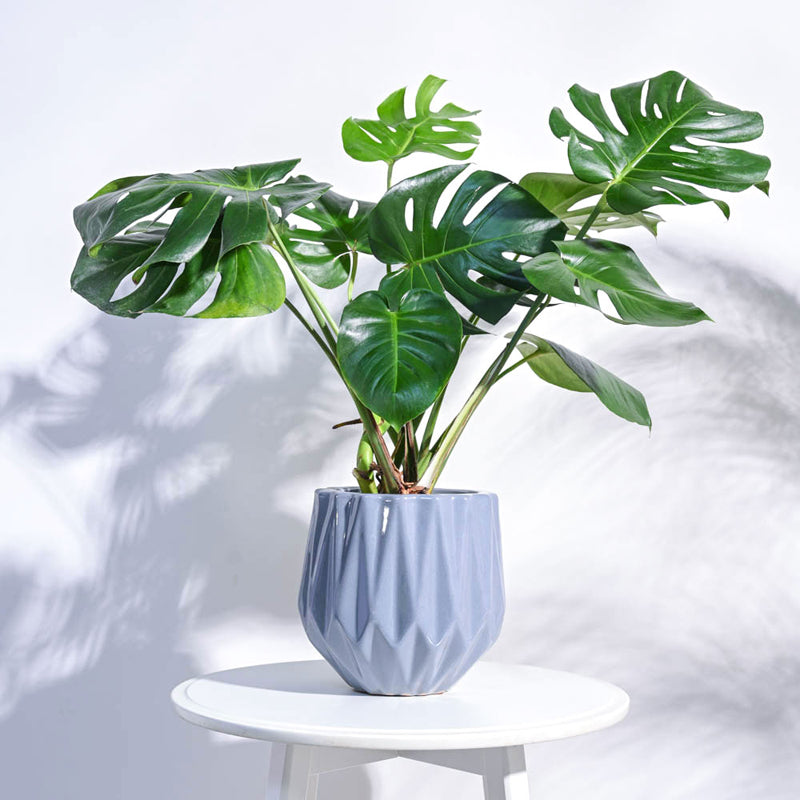 Ugaoo Precious Horcrux Gray Ceramic Pot media 3