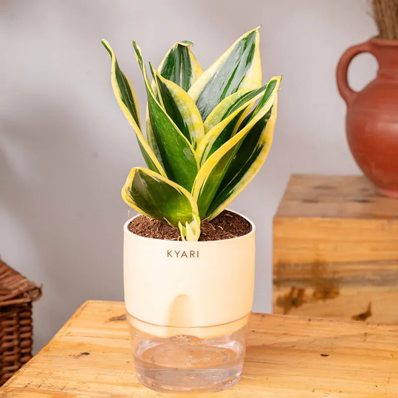 Kyari Golden Hahnii Snake Plant With Self Watering Pot (Ivory) - 18 cm - 3