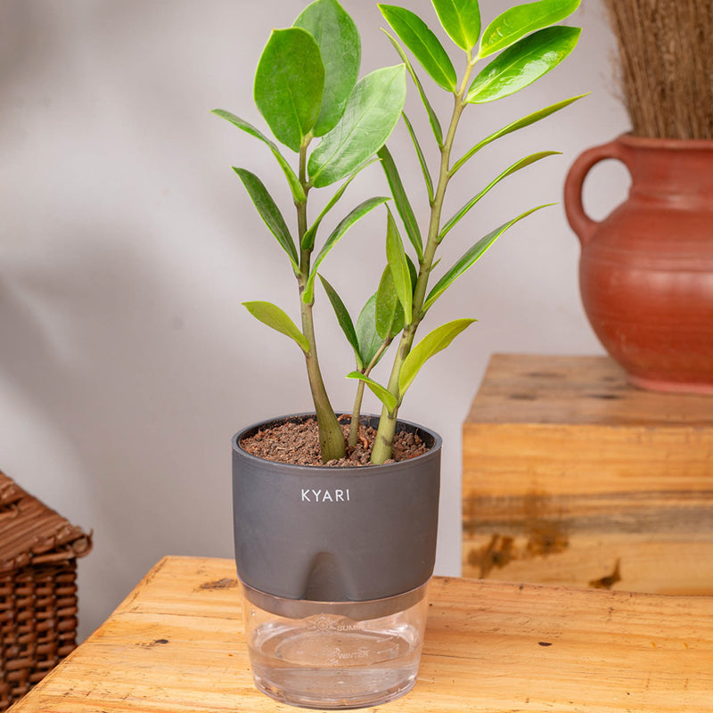 Kyari Zamioculcas Zamiifolia (ZZ) Plant With Self Watering Pot (Grey) - 18 cm media 3