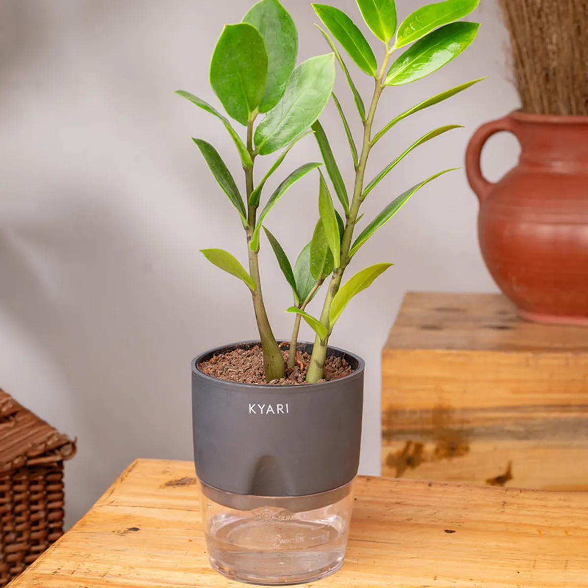 Green ZZ plant in a grey pot with a clear water reservoir