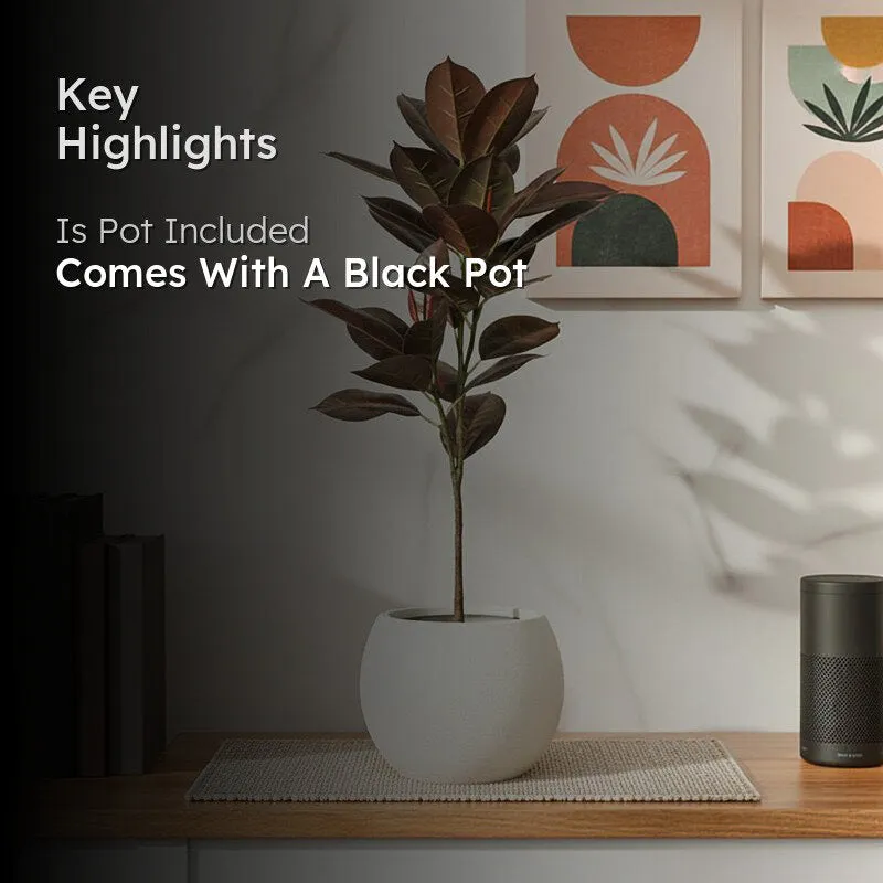 CozyFlora Artificial Rubber Plant With Black Plastic Pot - 2.5 Feet media 2