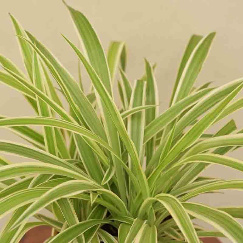 Ugaoo Spider Plant - Medium media 3