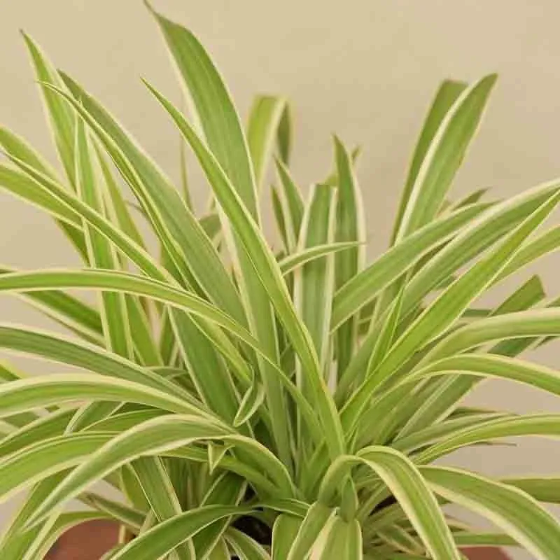 Ugaoo Spider Plant - Medium media 3