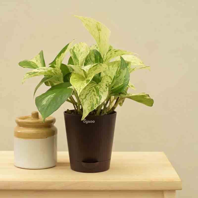 Ugaoo Money Plant Marble media 6