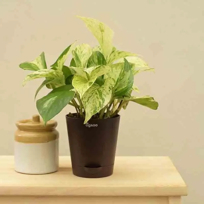Ugaoo Money Plant Marble media 6