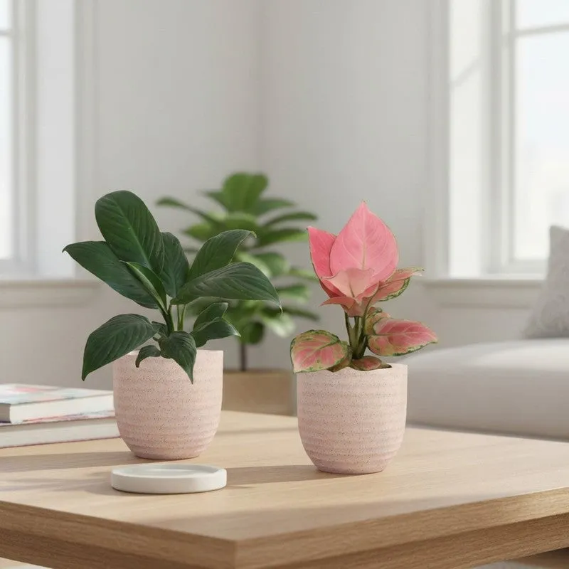 Greenkin Aglaonema & Lily Live Plants (Ivory) - Set Of Two media 1
