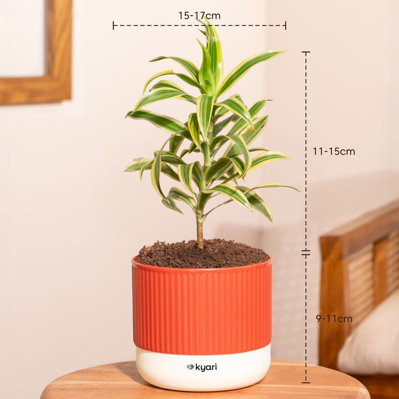 Kyari Song Of India Plant with Self Watering Pot - Orange media 7