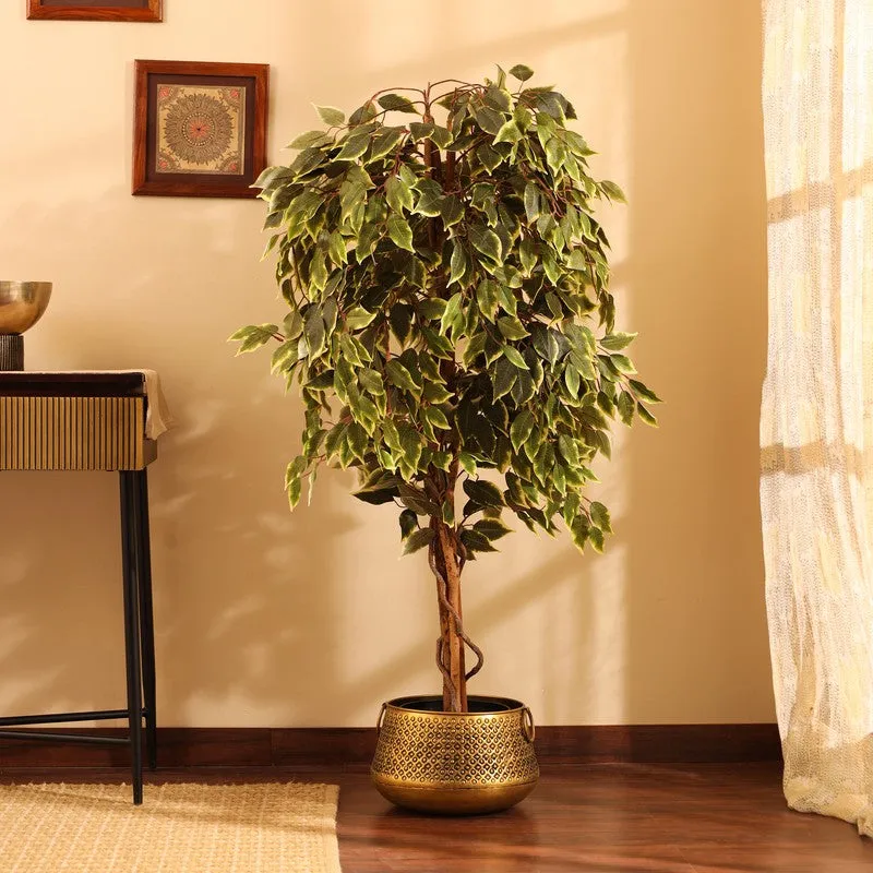 Artificial Variegated Ficus Plant With Black Plastic Pot - 5 ft media 1