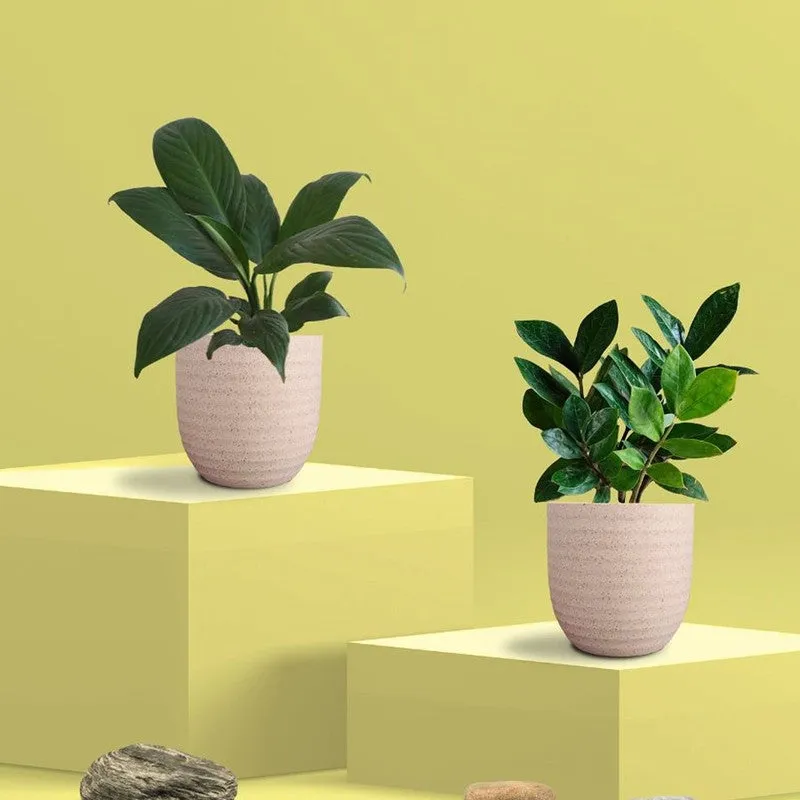 Greenkin ZZ & Peace Lily Live Plants (Ivory) - Set Of Two media 3