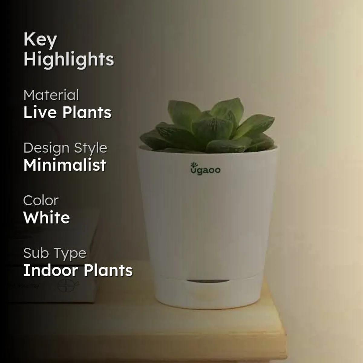 Green Haworthia Cymbiformis in a white pot with product highlights