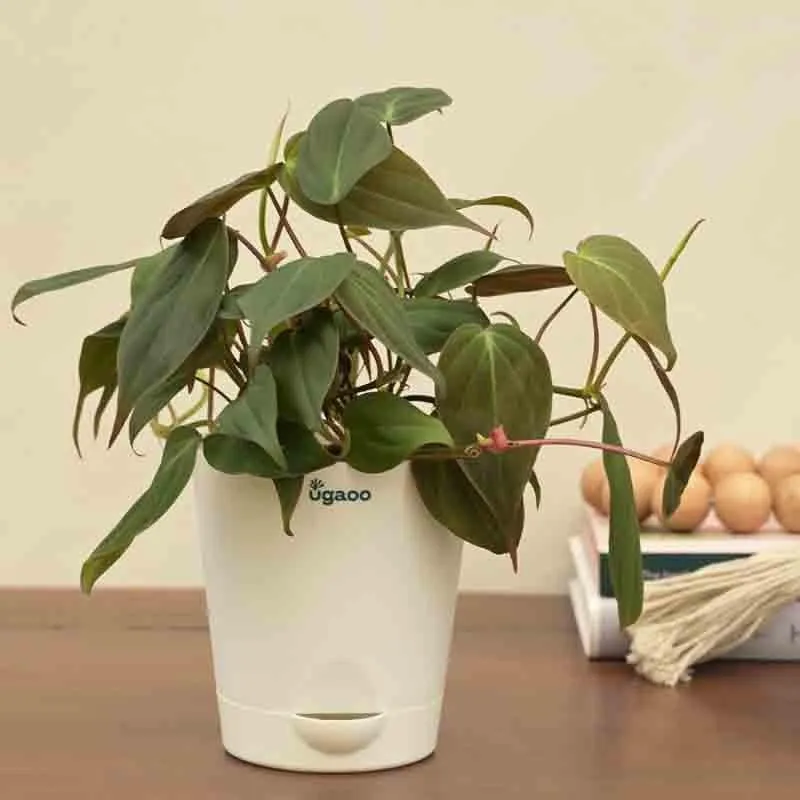 Ugaoo Philodendron Micans Plant media 6