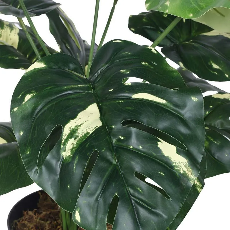 Faux Lush Variegated Monstera Plant With Black Plastic Pot - 1.8 Feet media 4