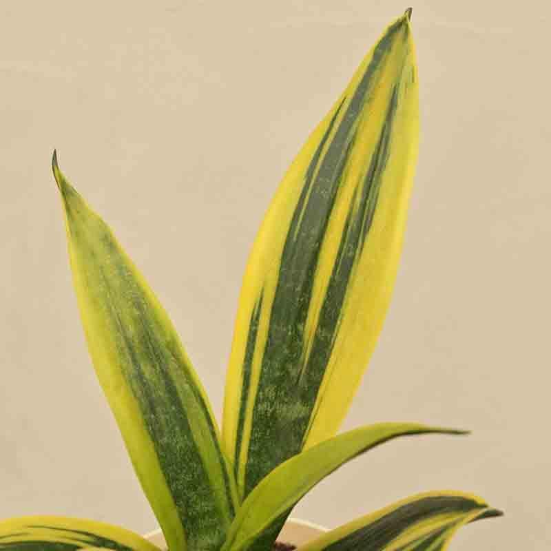 Ugaoo Sansevieria Gold Flame Snake Plant media 3